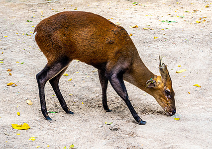一只在动物园里爬起的干燥地面上叫叫鹿 耳朵上有一只TAG公园野生动物标签动物红色棕色喇叭哺乳动物环境图片