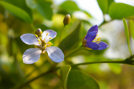 利格努姆历史木的瓜亚库姆树小紫花绿色植物植物群蓝色花朵履历热带花园树叶叶子图片