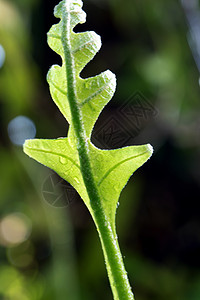 天然背景的奥克Leaf森林近距离新鲜绿叶花园生长热带蕨叶植物水龙草生命植物学自然环境图片