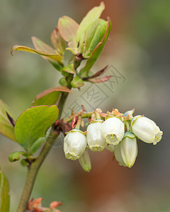 蓝莓 丙烯灌木花坛园艺季节花头衬套公园风景花瓣环境图片