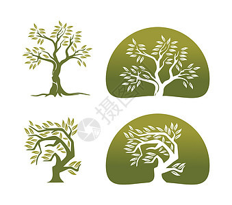 橄榄树矢量符号图片