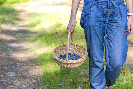 浆果季节 在森林里采集蓝莓 一个女人提着一个装着蓝莓的篮子穿过森林 寻找和收集蓝莓的过程散步采摘荒野收成覆盆子农业水果女士蓝色树图片