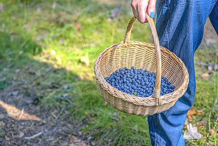 浆果季节 在森林里采集蓝莓 一个女人提着一个装着蓝莓的篮子穿过森林 寻找和收集蓝莓的过程食物树木农业女士散步采摘覆盆子收成荒野蓝图片
