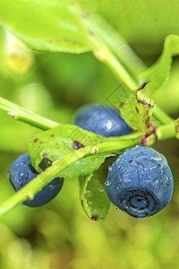 蓝莓 森林里的蓝莓灌木 还有树枝和叶子 熟的蓝莓荒野树叶植物浆果蓝色甜点绿色食物覆盆子营养图片