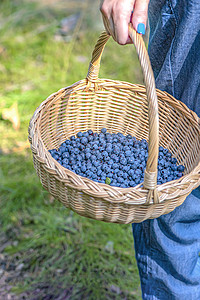 浆果季节 在森林里采集蓝莓 一个女人提着一个装着蓝莓的篮子穿过森林 寻找和收集蓝莓的过程食物蓝色树木散步水果收成荒野覆盆子女士农图片