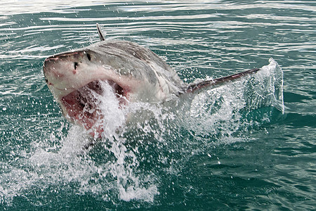 南非甘斯巴伊大白鲨生态旅游捕食者鲨鱼自然保护副翼蓝色猎人荒野环境保护保护图片