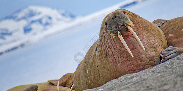 挪威北极海象休息区生物旅游脊椎动物野生动物迷迭香海洋栖息地海岸荒野獠牙图片