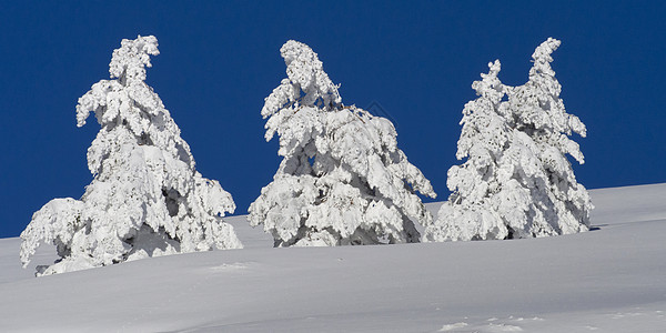 西班牙瓜达拉马拉马国家公园雪地景观国家公园保护环境自然公园场景野生动物风景森林环境保护自然保护区生态旅游图片