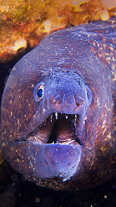 海鳗 地区公园 西班牙鳗鱼主题海上生活珊瑚礁海洋栖息地潜艇肉食性牙齿荒野图片