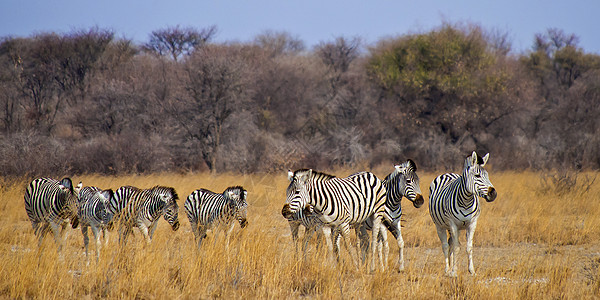 博茨瓦纳乔贝国家公园平原Zebra生物自然保护斑马生态动物脊椎动物动物学生态旅游野生动物保护区图片