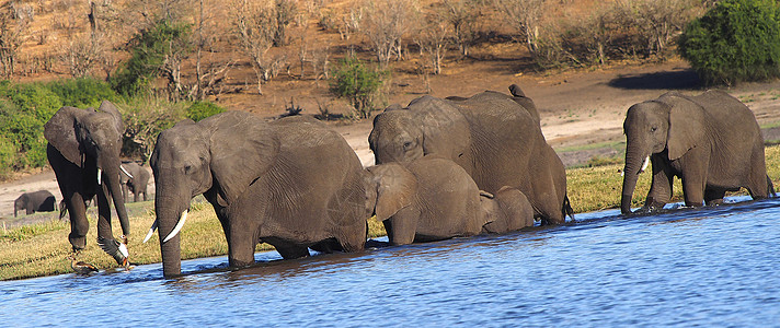 博茨瓦纳乔贝国家公园大象象牙生态旅游荒野环境保护多样性草食性濒危自然公园生物学生物图片