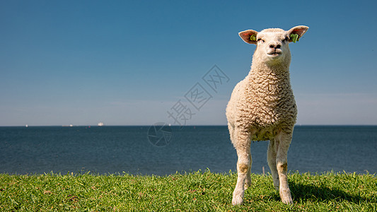 湖畔荷兰堤坝上的羔羊和绵羊 春景 绿草草地上的荷兰绵羊羊毛天空农场农田动物农村牧羊人牧场哺乳动物羊肉图片
