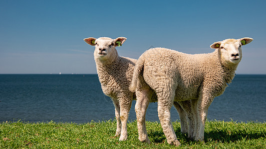 湖畔荷兰堤坝上的羔羊和绵羊 春景 绿草草地上的荷兰绵羊家畜农民女性羊肉羊毛农场牧羊人农业农村哺乳动物图片