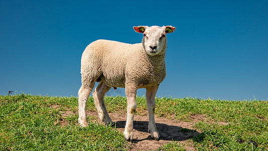 湖畔荷兰堤坝上的羔羊和绵羊 春景 绿草草地上的荷兰绵羊牧羊人农村哺乳动物羊毛家畜农业天空牧场农田动物图片