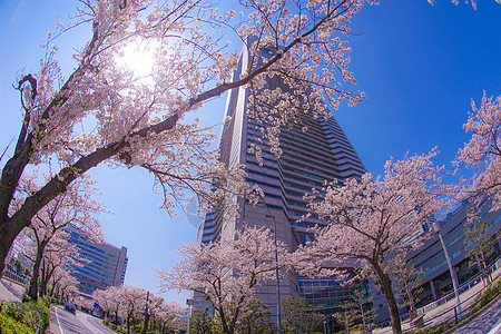 盛开的城市和横滨米那托米拉伊市摩天大楼蓝天晴天建筑群地标建筑街景天空花瓣摩天轮图片