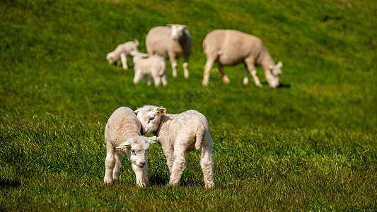 湖畔荷兰堤坝上的羔羊和绵羊 春景 绿草草地上的荷兰绵羊农村农场家畜羊毛牧羊人哺乳动物团体农民女性动物图片