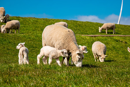 湖畔荷兰堤坝上的羔羊和绵羊 春景 绿草草地上的荷兰绵羊农民牧羊人农场农业团体家畜哺乳动物女性羊毛羊肉图片