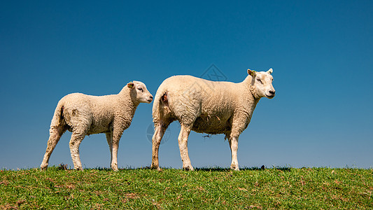 湖畔荷兰堤坝上的羔羊和绵羊 春景 绿草草地上的荷兰绵羊牧场动物农村羊毛团体羊肉农业女性牧羊人农场图片