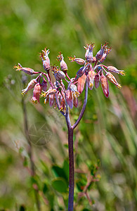 在户外自然界中一朵含苞待放的花的特写镜头 Fynbos 在南非开普敦的桌山国家公园 夏季或春季在花园里长出芽的美丽植物背景