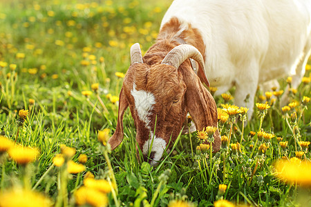 英格鲁努比亚山羊公(billy)在草地上放牧图片