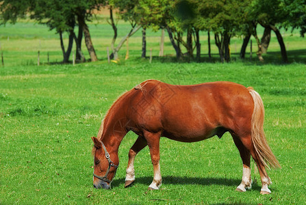 在一个夏日期间 美丽的棕色马在农场吃草草原牧场 哺乳动物以郁郁葱葱的绿草为食 背景是树木或大自然 站在绿色草地或田野中的动物图片