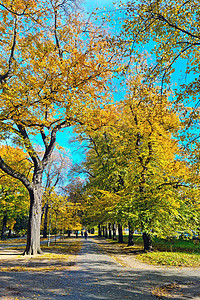 秋天公园中美丽的黄色绿色公园图片