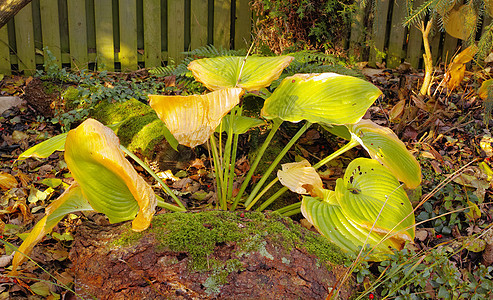 美丽明亮的绿叶观赏植物玉簪 Hosta 秋天褪色的黄绿色叶子 玉簪属植物的叶子 秋天绿色玉簪属植物中缺少叶绿素图片