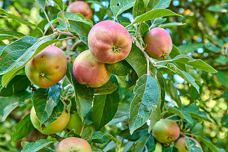 红苹果生长在郁郁葱葱的绿色果树中 有叶子 新鲜的可持续农产品准备在夏日在农场收获 春季户外成熟有机农作物图片