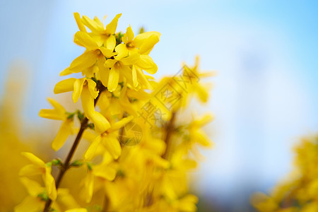 黄花对蓝天的春花分枝图片