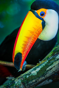 巴西潘塔纳尔岛多彩多彩的Toco Toucan热带鸟类野生动物主题巨嘴鸟羽毛摄影动物橙子宠物文化旅游图片