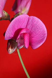 野紫花花朵 特写植物本底薄膜 拉蒂夫利乌斯家族 高品质的大尺寸现代印刷品环境花序野花花园登山者年花墙纸花瓣叶子香味图片