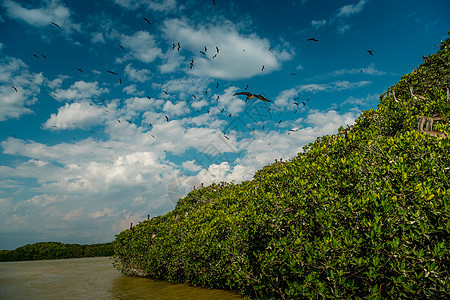墨西哥Celestun国家公园红树林中的白礁和海鸥图片