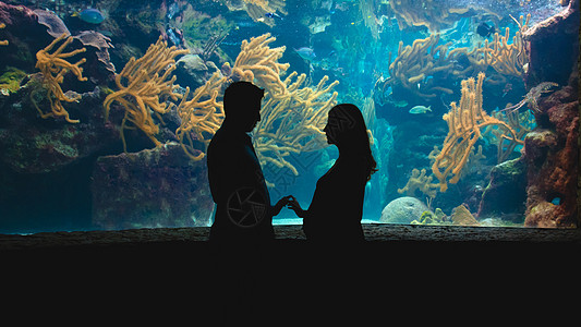 男人和女人的休光灯反对蓝色阴影潜水海洋馆水族馆野生动物珊瑚夫妻海洋家庭图片