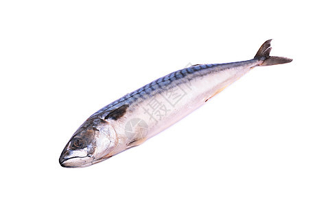 鱼茶点钓鱼食物白色海鲜鲭鱼野生动物图片