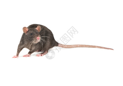 灰鼠分离哺乳动物耳朵头发老鼠晶须宠物害虫爪子眼睛毛皮图片