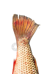 Pelengas鱼尾尾图片