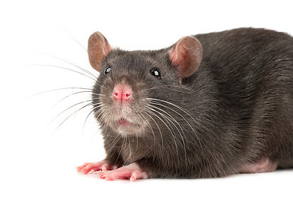 灰老鼠特写哺乳动物晶须老鼠鼻子跑步头发宠物爪子害虫耳朵图片