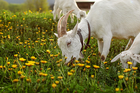 山羊在草地上放牧 满是花朵图片