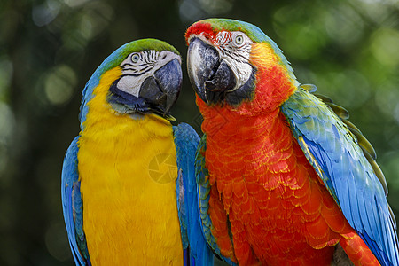 在巴西潘坦那尔岛 多彩的金刚鹦鹉情谊相伴感情蓝色动物园主题夫妻旅游合伙羽毛宠物摄影图片