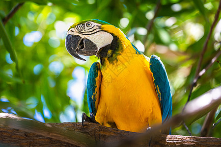 树枝上黄色和蓝色Macaw鹦鹉图片