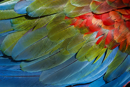 Macaw 鹦鹉羽毛近身的抽象模式图案身体宠物动物园异国动物情调金刚鹦鹉生态旅游摄影图片