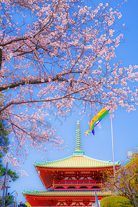 Takahatama金川县横滨市的樱桃特征景点樱花晴天粉色旅游寺庙花瓣神社人造诗图片