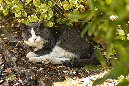 可爱的灰色猫猫草地虎斑婴儿公园动物眼睛头发小猫猫咪场地花园图片