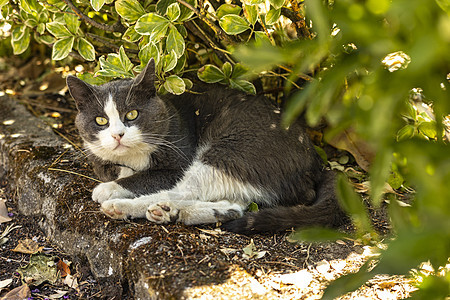 可爱的灰色猫猫草地动物毛皮场地眼睛小猫花园虎斑公园婴儿猫咪图片