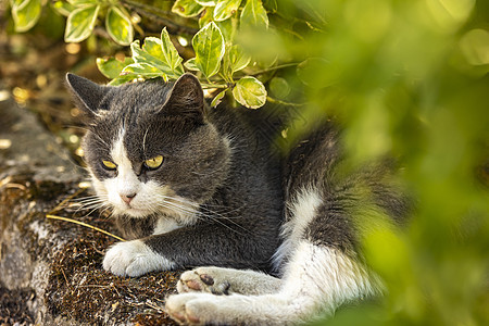 可爱的灰色猫猫草地婴儿场地虎斑动物花园毛皮公园头发猫咪小猫图片