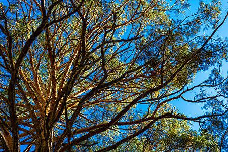 长成一棵大松树的枝冠 对准蓝天松针风景针叶蓝色天空树冠遗树晴天生长针叶树图片