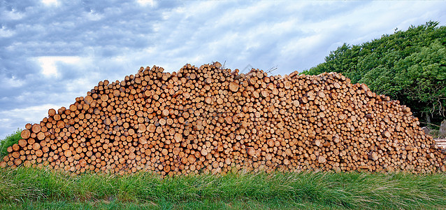 森林中的森林砍伐 树木在多云的蓝天背景下高高堆积在森林中 乡村景观 切碎和锯切的木柴和为木材行业收集的木材材料图片