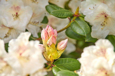 杜鹃花是石楠科木本植物的一个属 有 1 024 种 常绿或落叶 主要分布在亚洲 但也广泛分布于北美阿巴拉契亚山脉的南部高地花园植图片