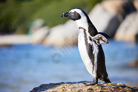 你不能看着企鹅而不高兴 在南非开普敦的博尔德海滩 一只企鹅 (笑声)图片