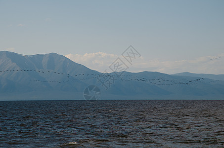 一群迁徙鸟类在湖上飞来飞去 山羊长链地飞越Baikal湖翅膀海浪野生动物阳光天空团体蓝色旅游地平线鸬鹚图片